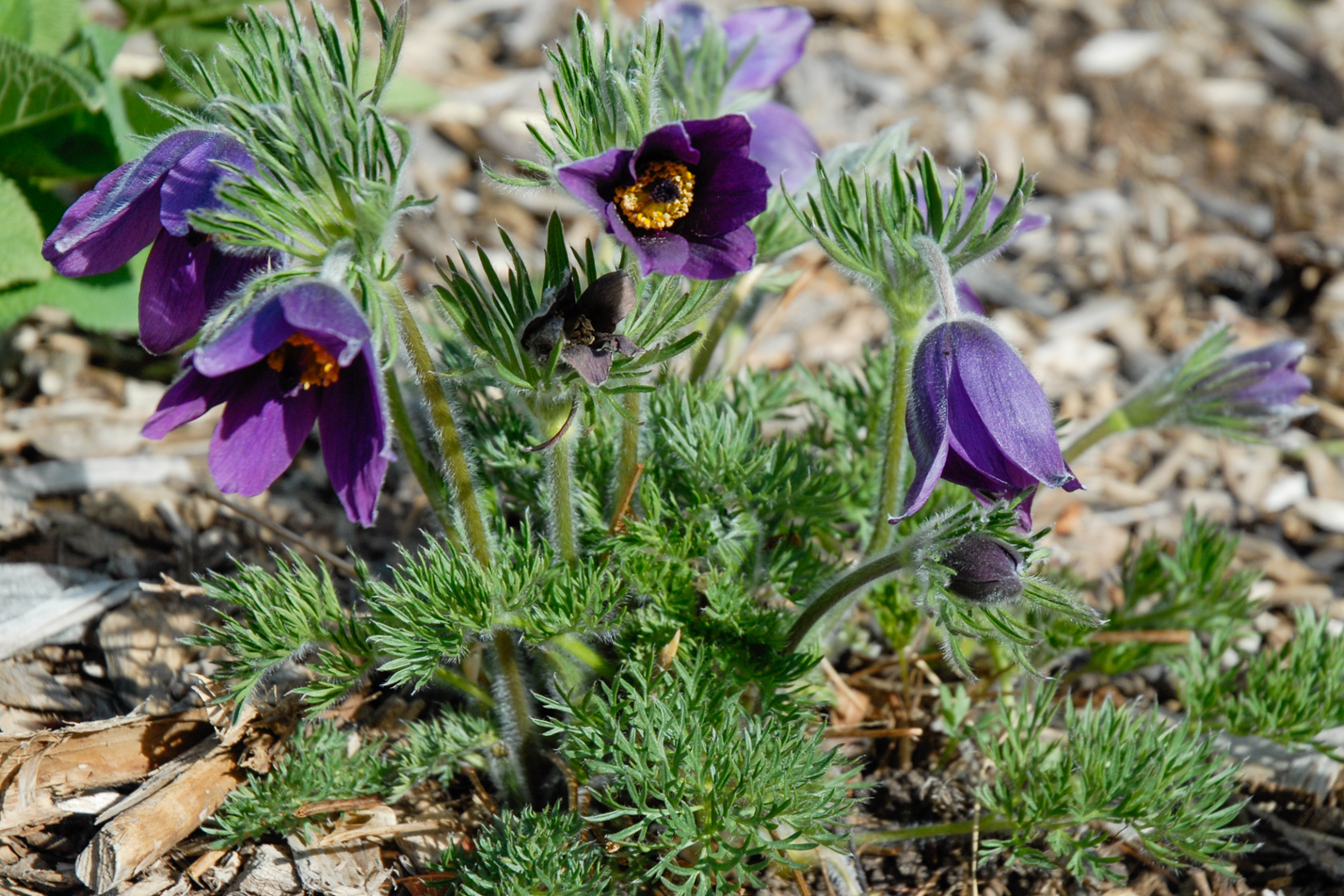 European Pasque Flower